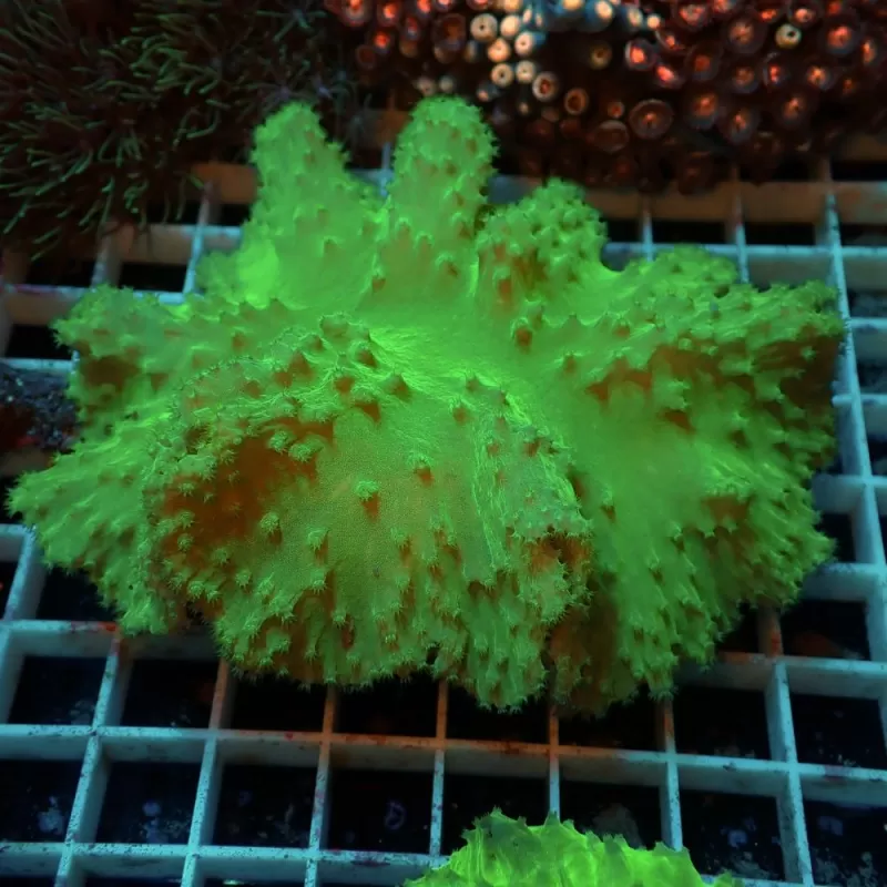 Sinularia Dura Green S size