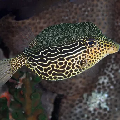 Ostracion Solorensis