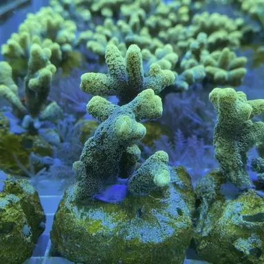 Seriatopora Calendrium T size