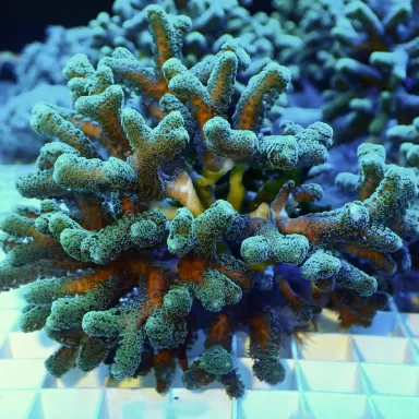 Seriatopora Calendrium T size