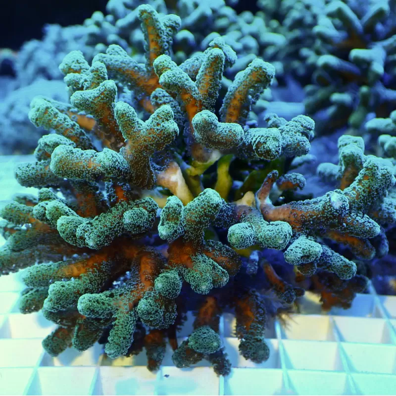 Seriatopora Calendrium T size