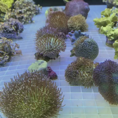 Softcoral spp Mix S-size