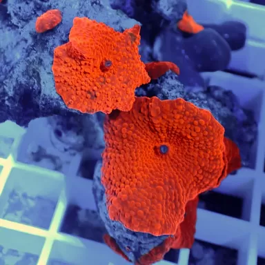 Discosoma Ultra Red prijs per oor