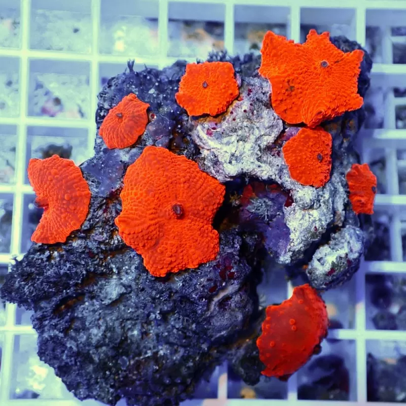 Discosoma Ultra Red prijs per oor