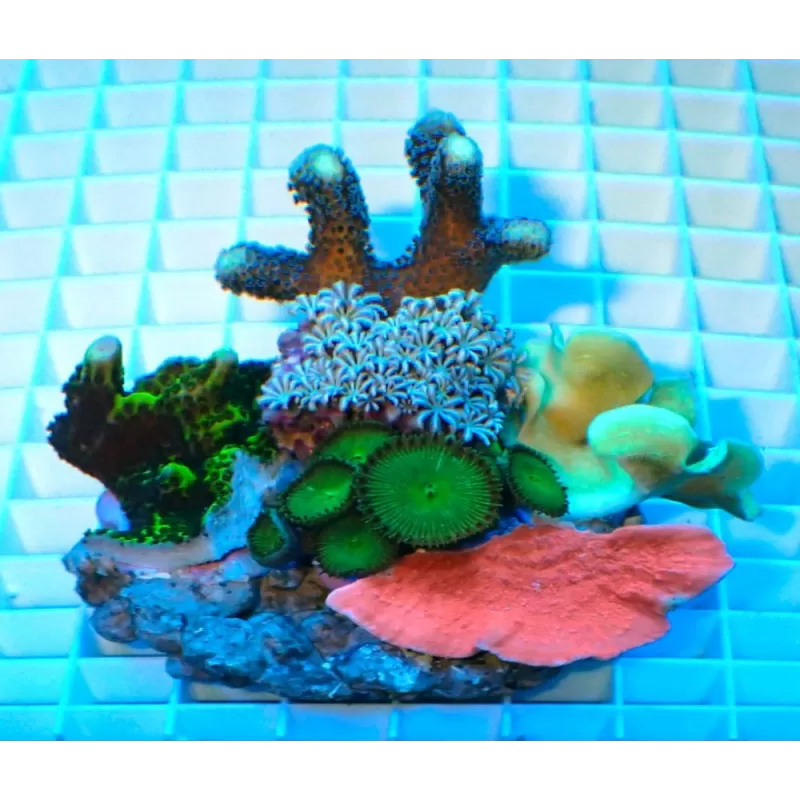 Koralen tuintje Small Mix koralen