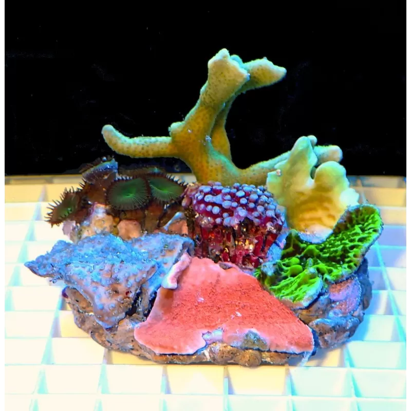 Koralen tuintje Small Mix koralen