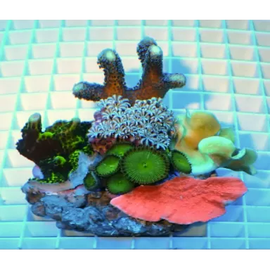 Koralen tuintje Small Mix koralen