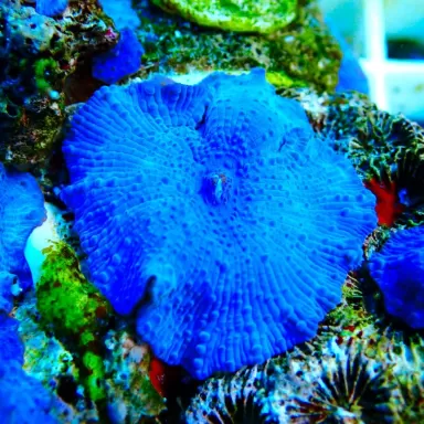 Discosoma Ultra Blue prijs per oor