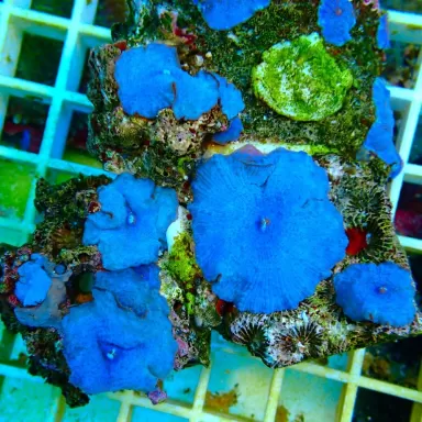 Discosoma Ultra Blue prijs per oor