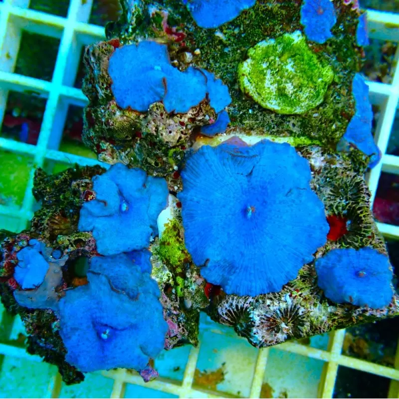 Discosoma Ultra Blue prijs per oor