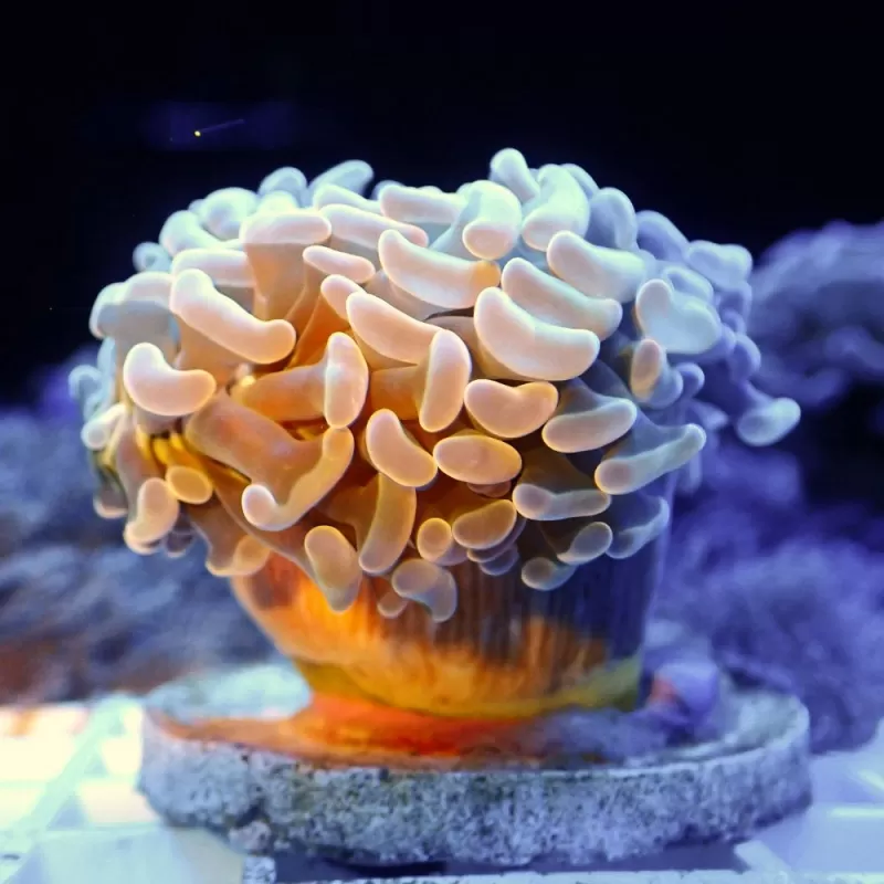 Euphyllia Ancora Green (L)