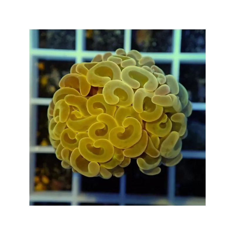 Euphyllia Ancora Green (L)