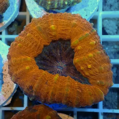 Lobophyllia sp Australie multi coloured