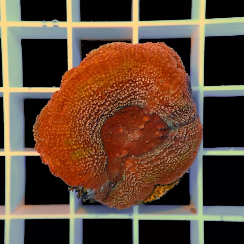 Lobophyllia sp S-size australie