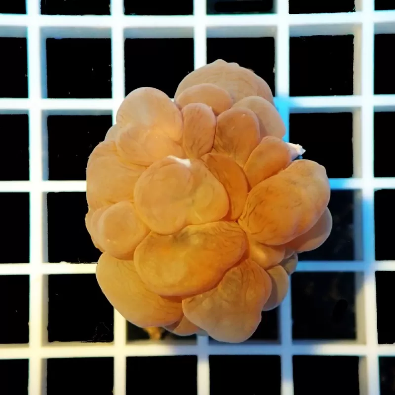 Plerogyra Sinuosa S-size