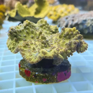 Turbinaria reniformis M size