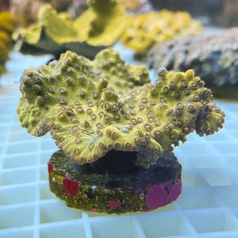 Turbinaria Reniformis frag M size