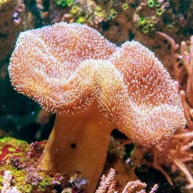 Sarcophyton sp Singapore