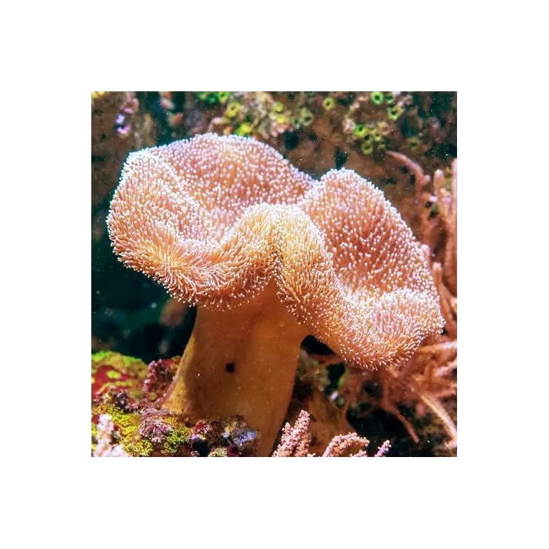 Sarcophyton sp Singapore