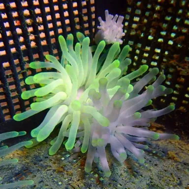 Condylactis gigantea anemone