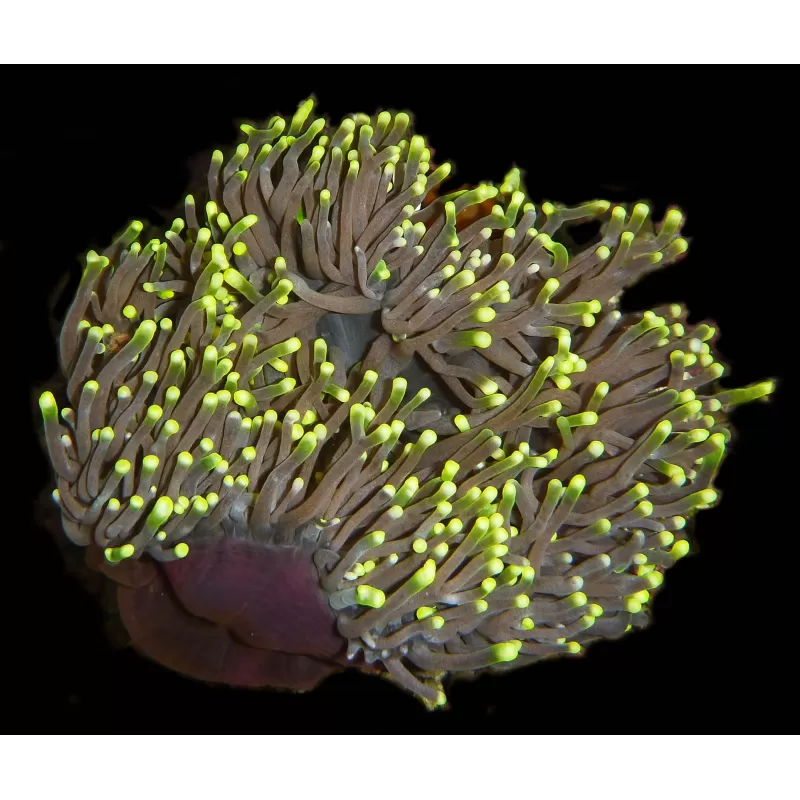 Heteractis magnifica L size Indonesia