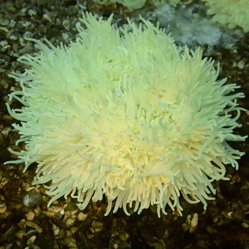 Heteractis Crispa Anemone White/Pink Tip L-size