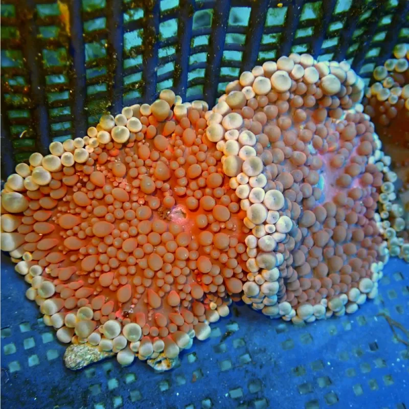 Stichodactyla Helianthus Assorted Colors