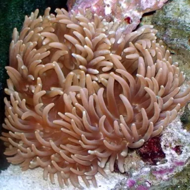 Macrodactyla Doreensis Grey