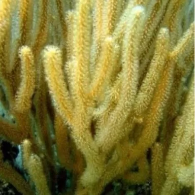 Rumpella sp bushy branches Kenia