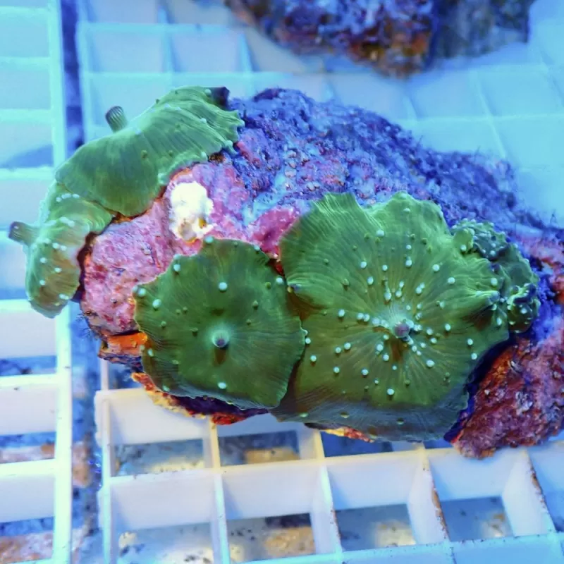 Discosoma Ass. Green (M) Indonesie