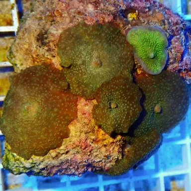 Discosoma Ass. Green (M) Indonesie