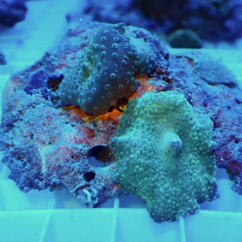 Discosoma Ass. Green (M) Indonesie