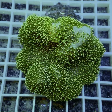 Sarcophyton sp Green M size