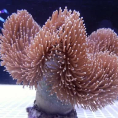 Sarcophyton sp Singapore