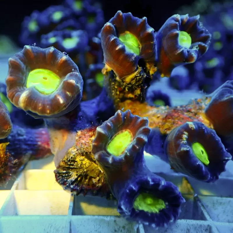 Caulastrea echinulata Australia  (per kop)