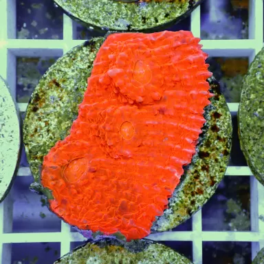 Echinopora Red sp