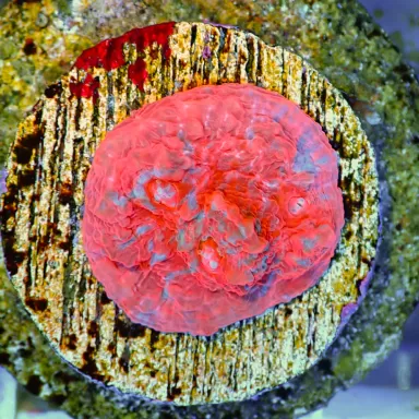 Echinopora Red sp
