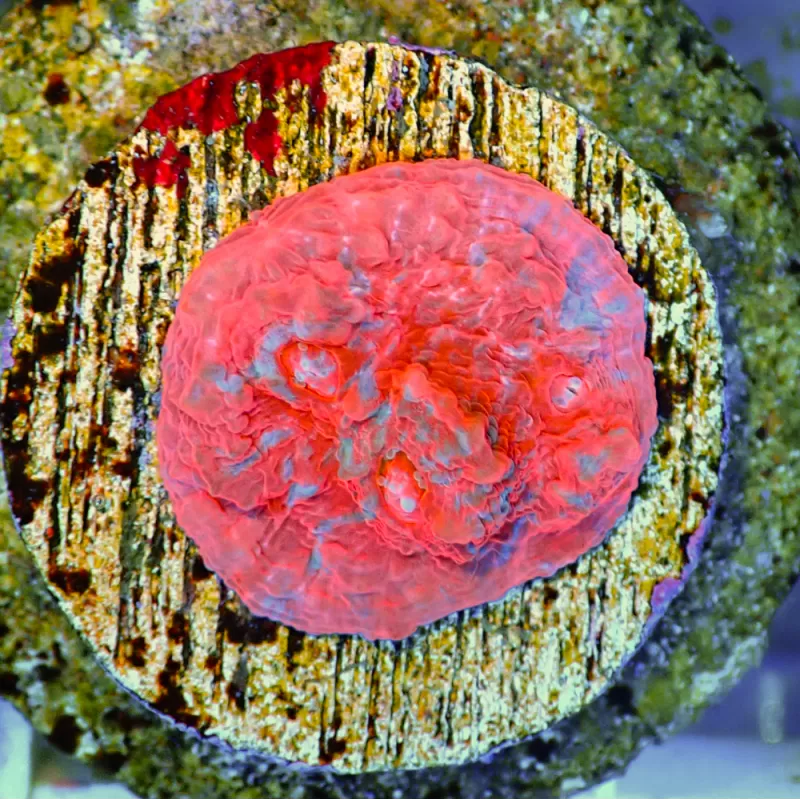 Echinopora Red sp