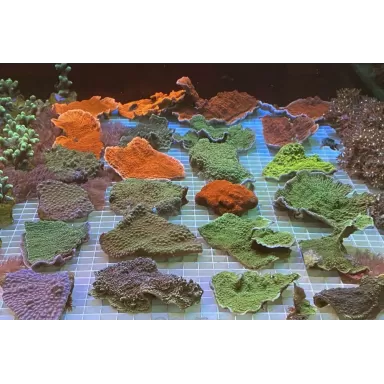 Montipora sp Australie