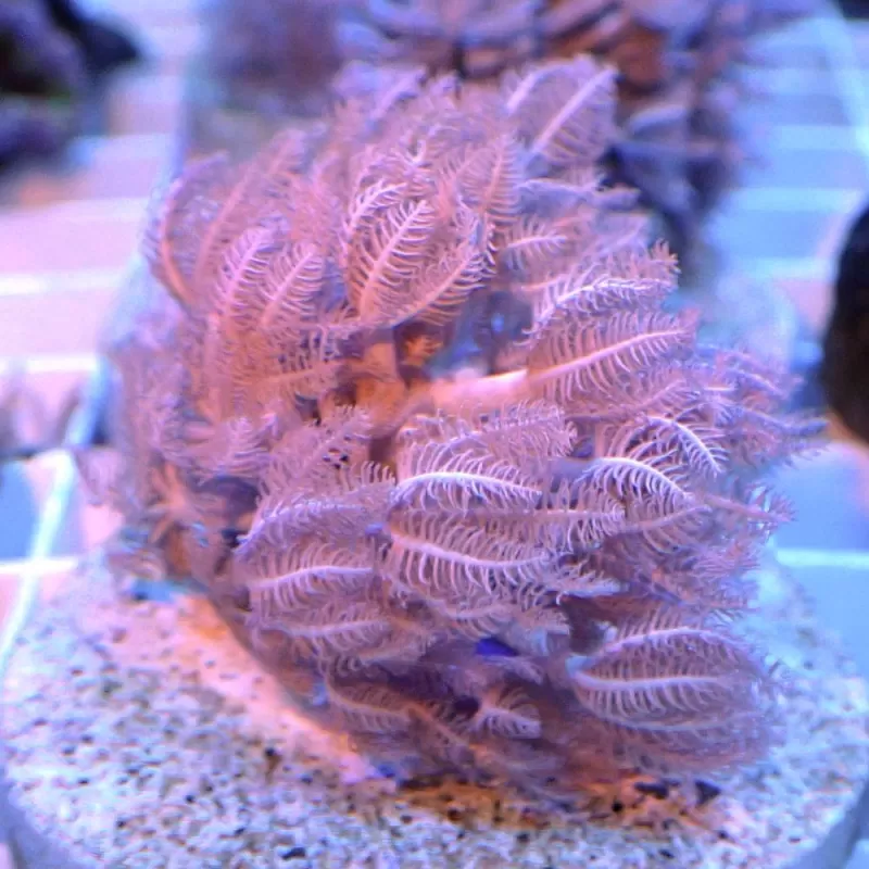 Xenia umbelata S size