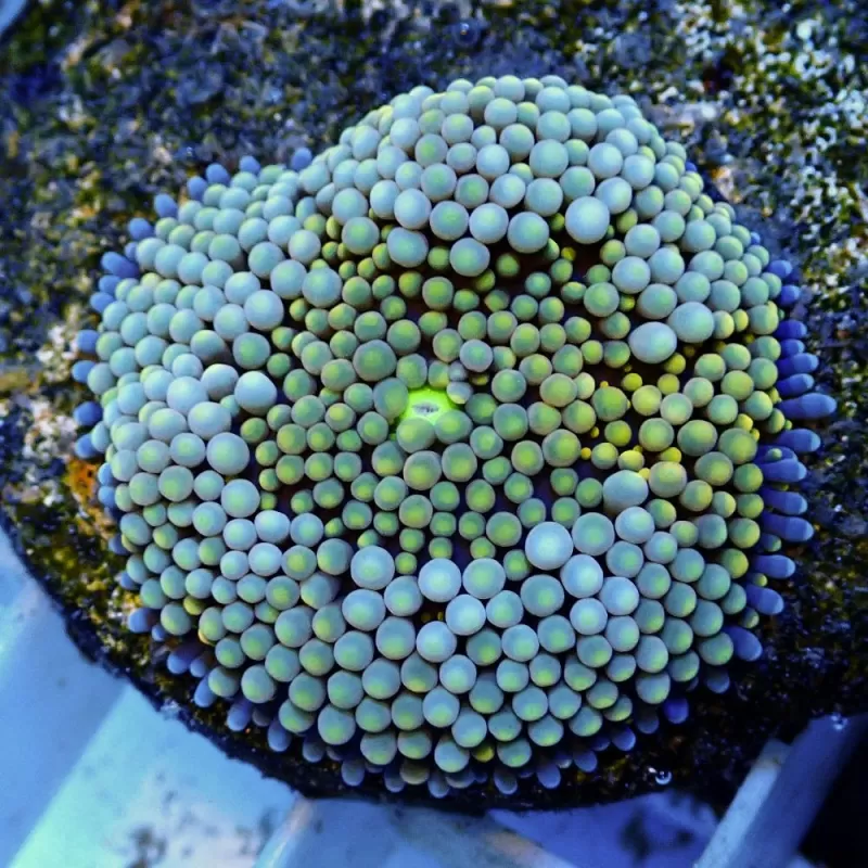 Ricordea florida green