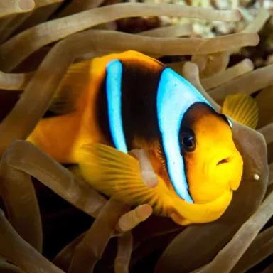 Amphiprion Allardi
