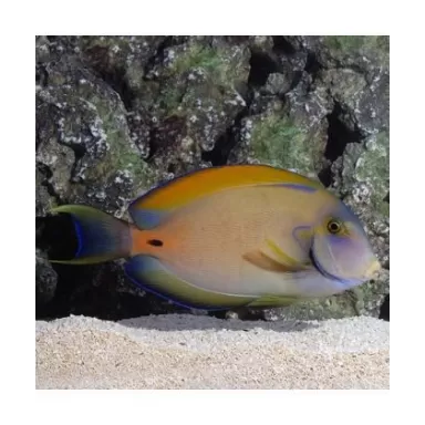 Acanthurus Fowleri (S)