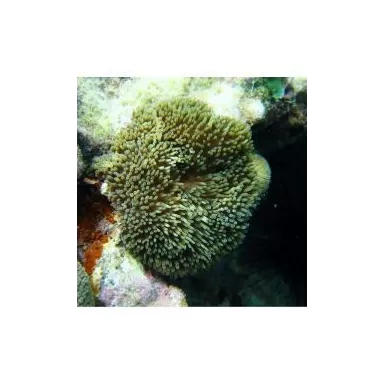 Stichodactyla Helianthus Green