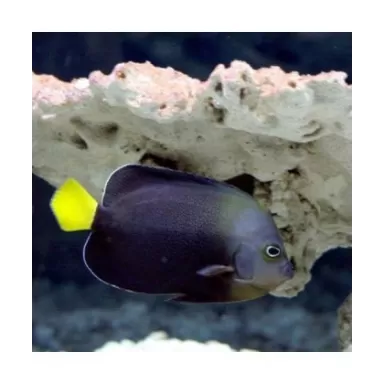 Chaetodontoplus Melanosoma (Juv)