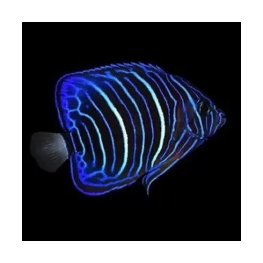 Pomacanthus Annularis (L)