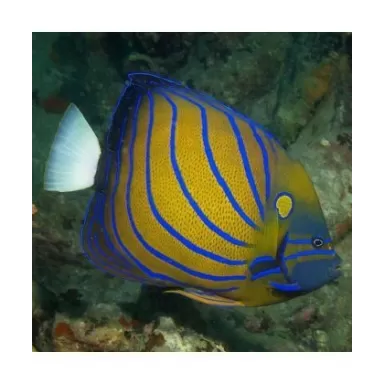Pomacanthus Annularis (L)