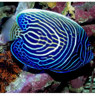 Pomacanthus Imperator Juv (L)