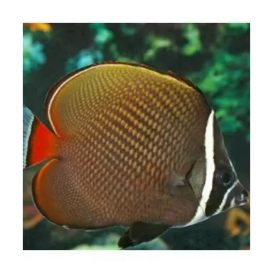 Chaetodon Collare (S)