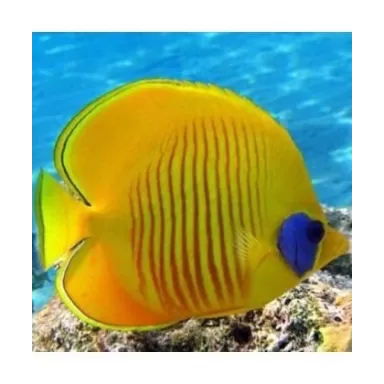 Chaetodon Semilarvatus (S)